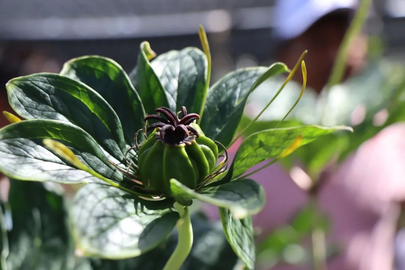 滇重楼种植技术