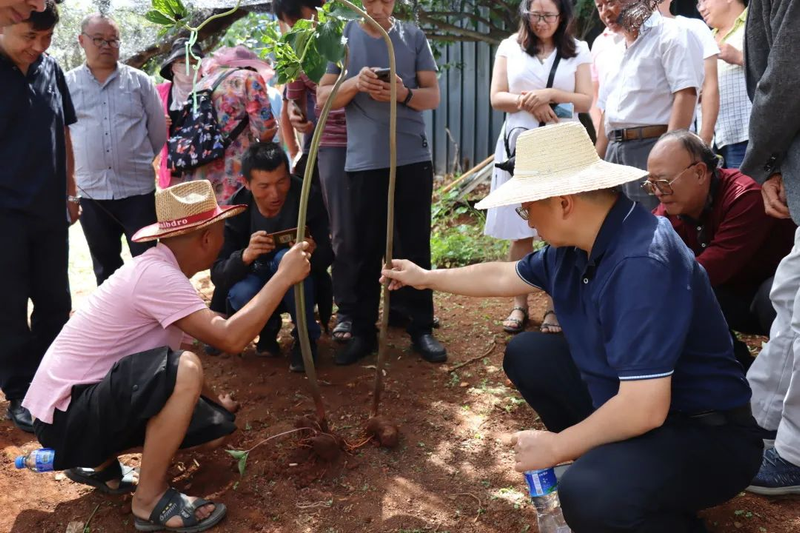 滇重楼种植技术