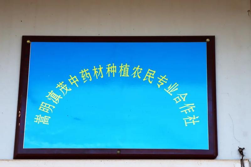 滇重楼种植技术