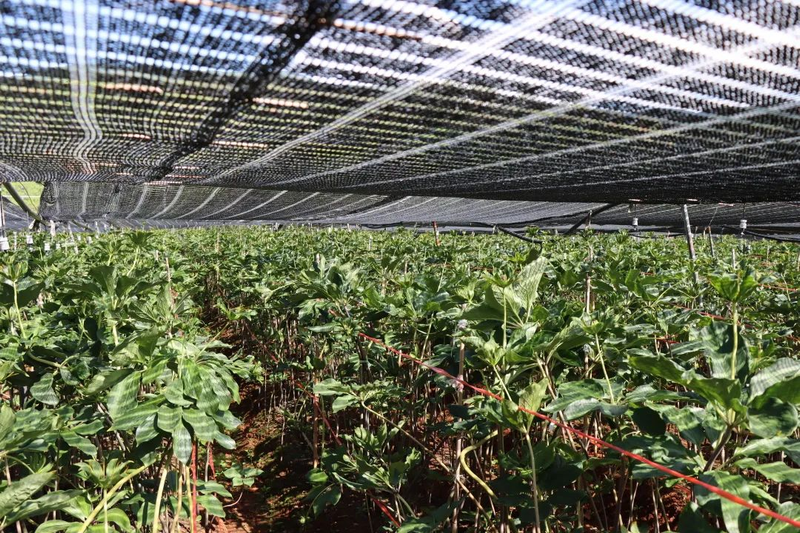 滇重楼种植技术