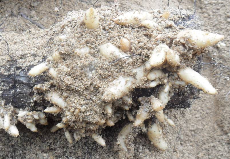 Zhao ting tianqing plantation technology