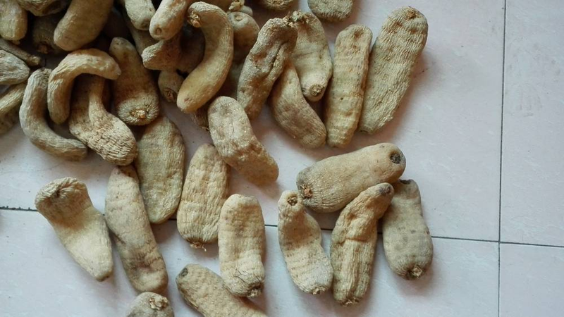 Zhao ting tianqing plantation technology