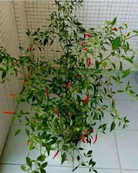 How do you grow the pots