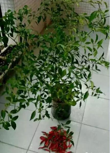 How do you grow the pots