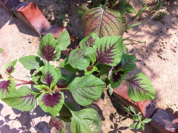 How do you grow the pots