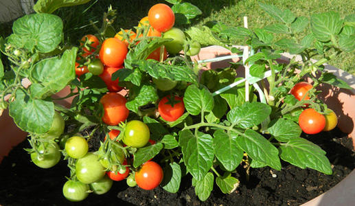 How do you grow the pots