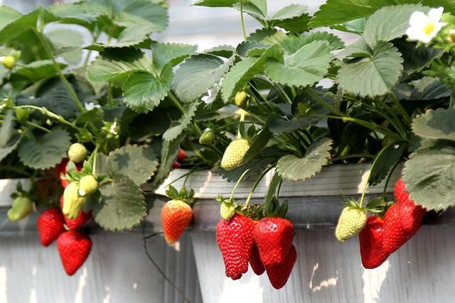 How do you grow the pots