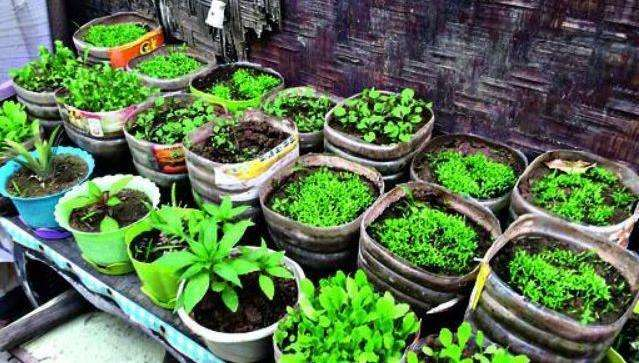 How do you grow the pots