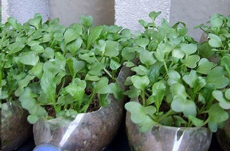 How do you grow the pots