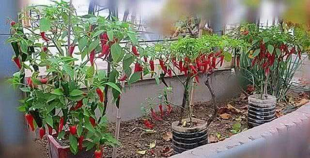 How do you grow the pots