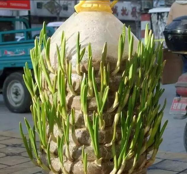 How do you grow the pots