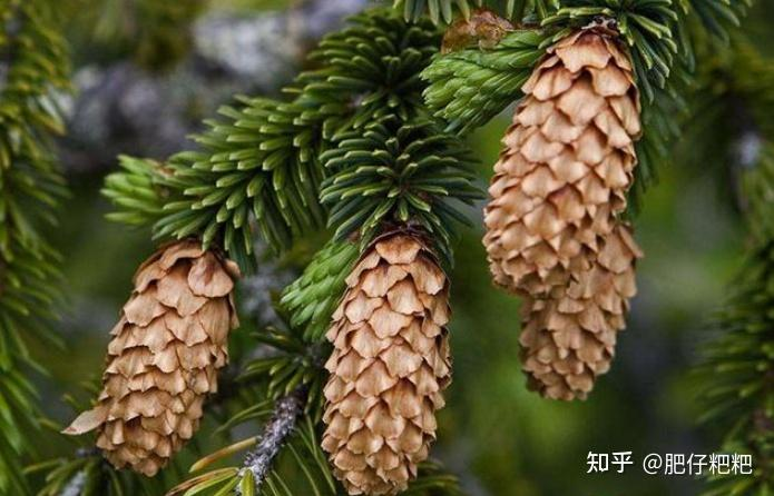 Pine seedling cultivation methods