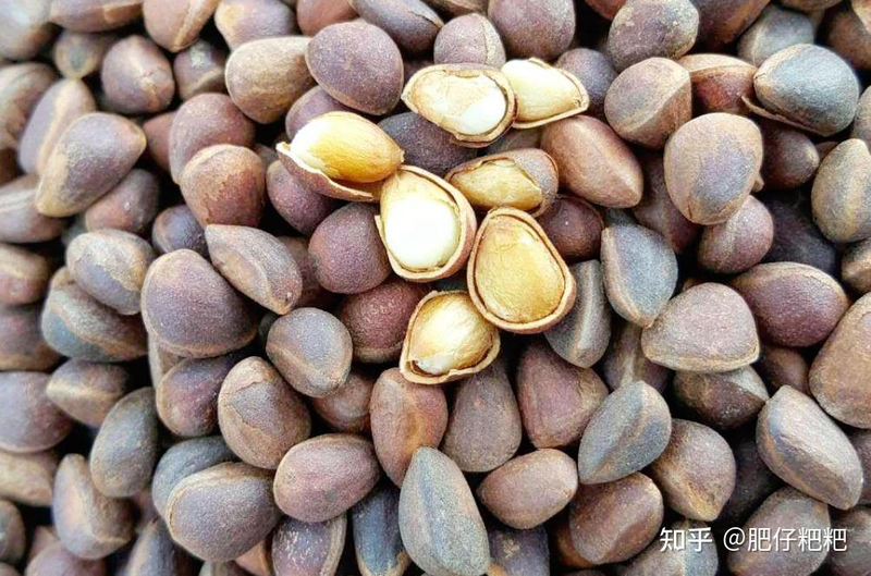 Pine seedling cultivation methods