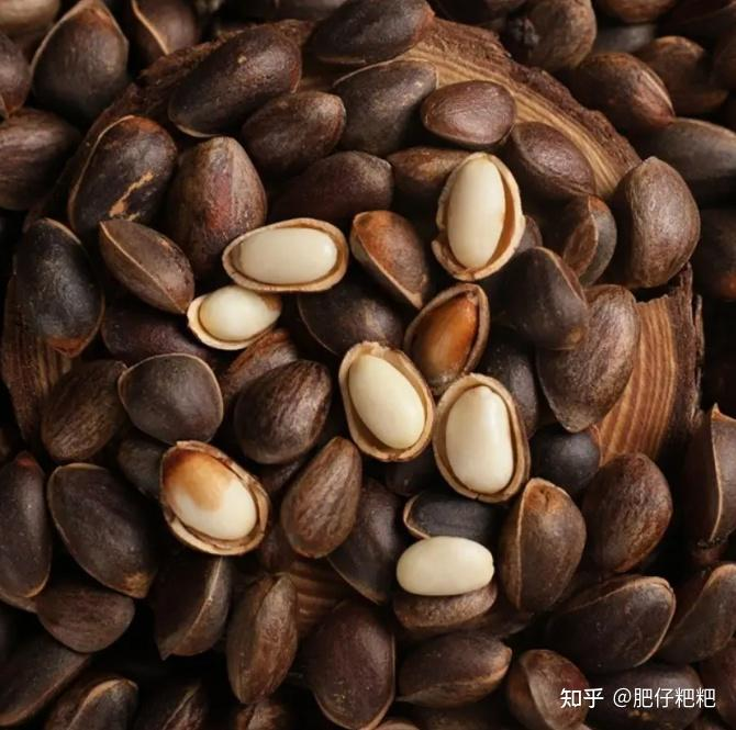 Pine seedling cultivation methods