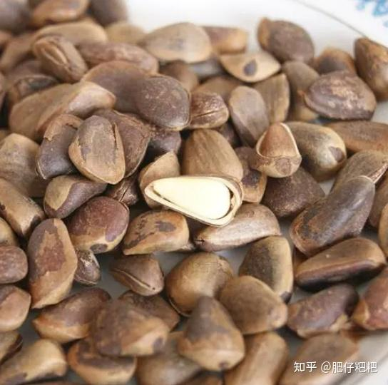 Pine seedling cultivation methods