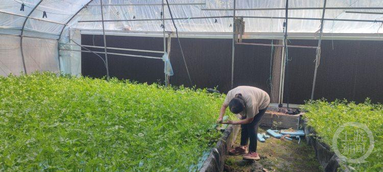 Planting methods and timing of lettuce