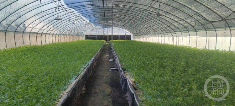 Planting methods and timing of lettuce