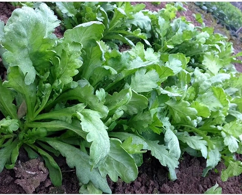 生菜盆栽怎么种植方法