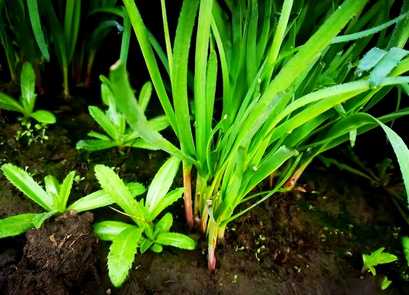 生菜盆栽怎么种植方法