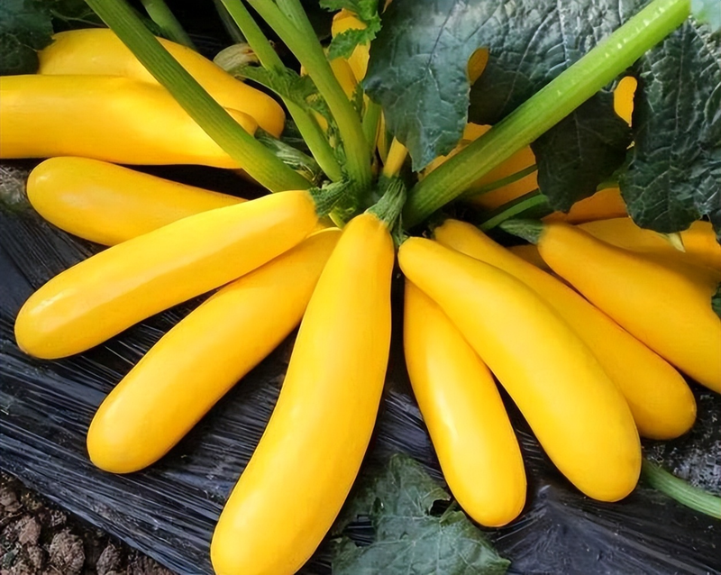 生菜盆栽怎么种植方法