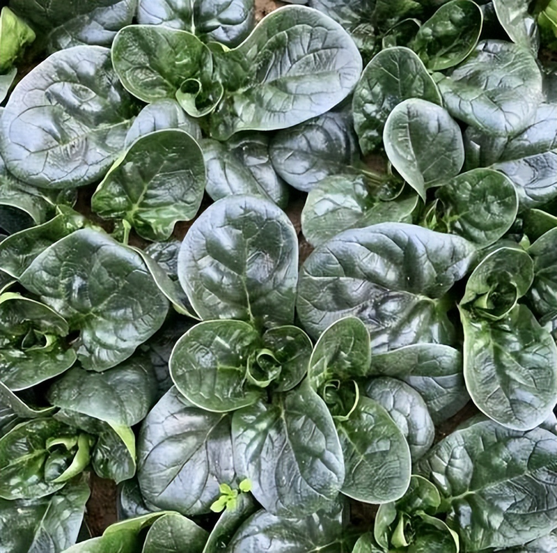 生菜盆栽怎么种植方法