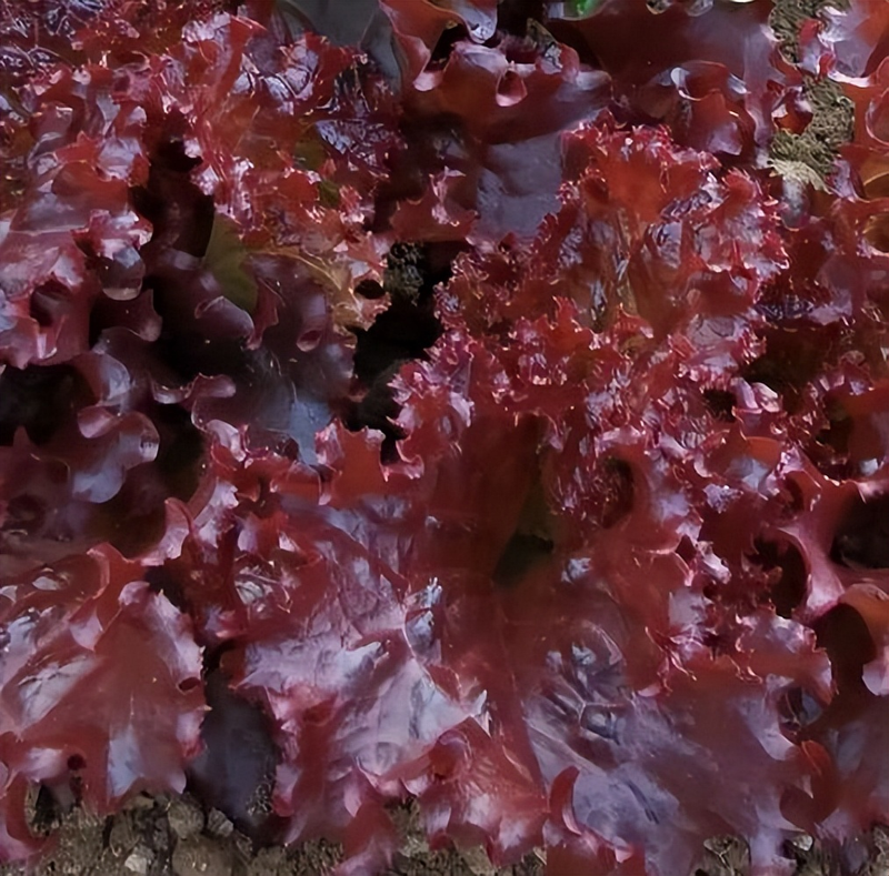 生菜盆栽怎么种植方法