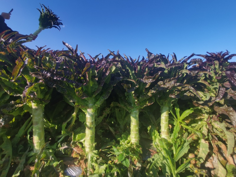 生菜盆栽怎么种植方法