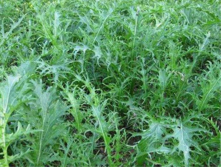 生菜盆栽怎么种植方法