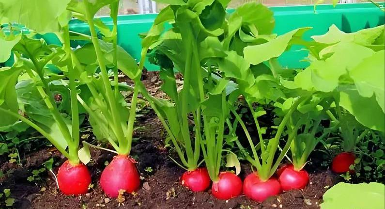 生菜盆栽怎么种植方法