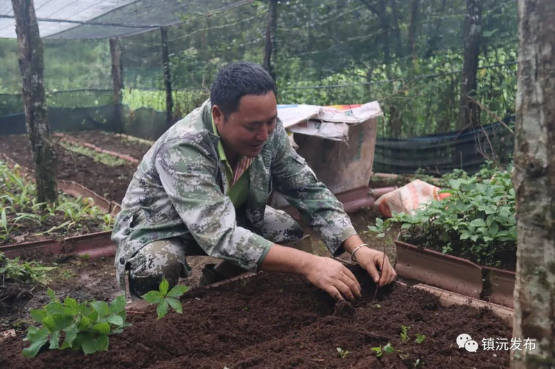 滇重楼种植技术