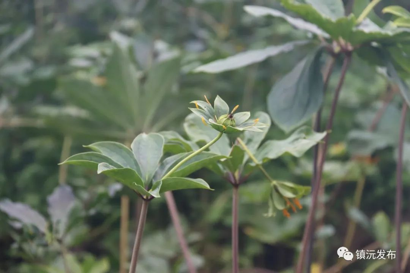 滇重楼种植技术