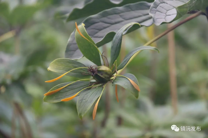 滇重楼种植技术