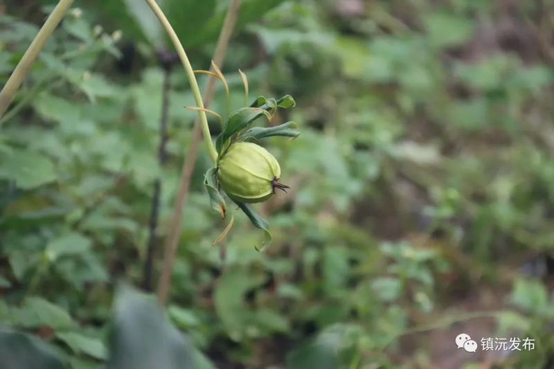 滇重楼种植技术