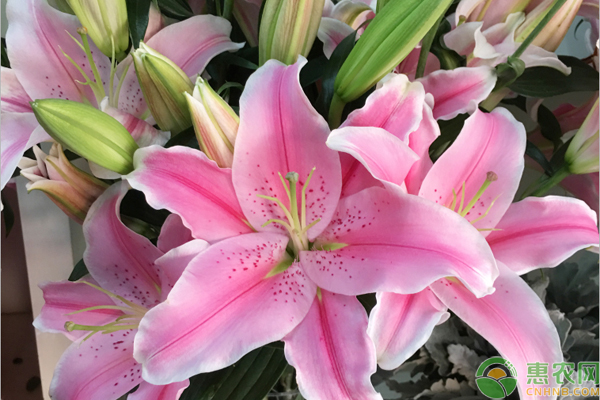 The method of planting lilies