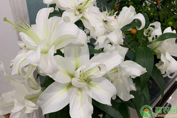 The method of planting lilies