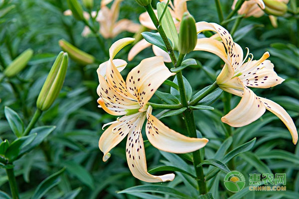The method of planting lilies