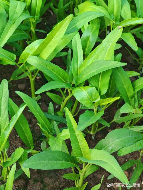 空心菜种植方法