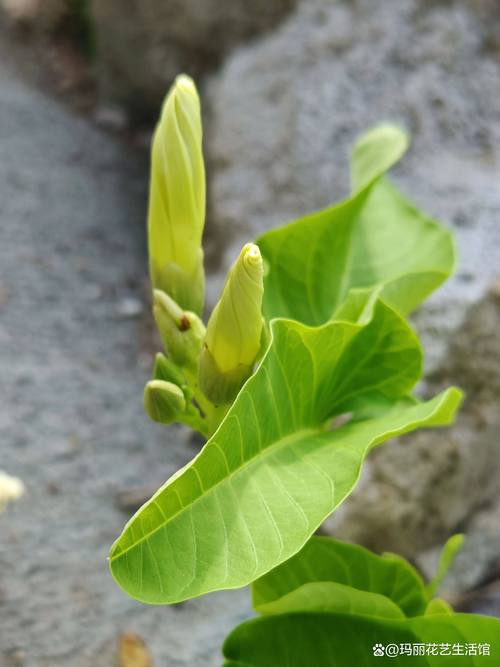 空心菜种植方法