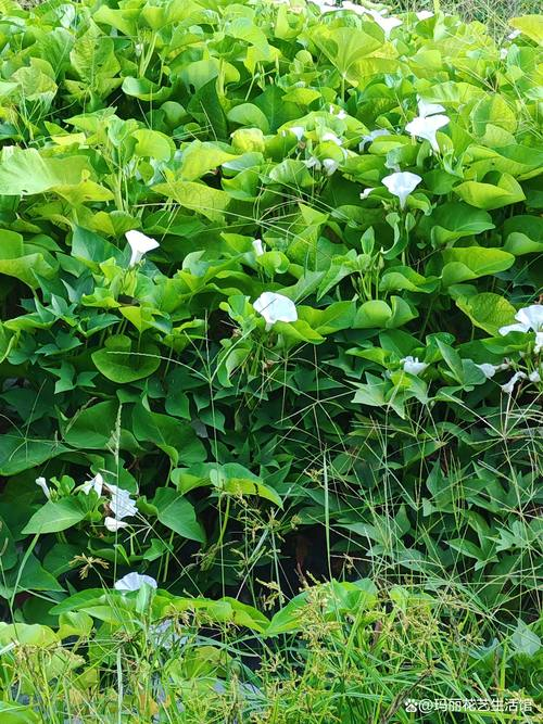 空心菜种植方法