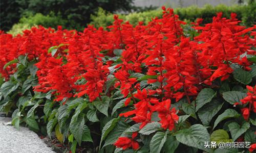 A bunch of red farming methods