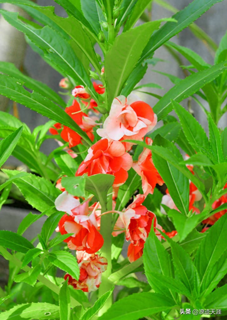 凤仙花：藏着童年密码的“指甲花”