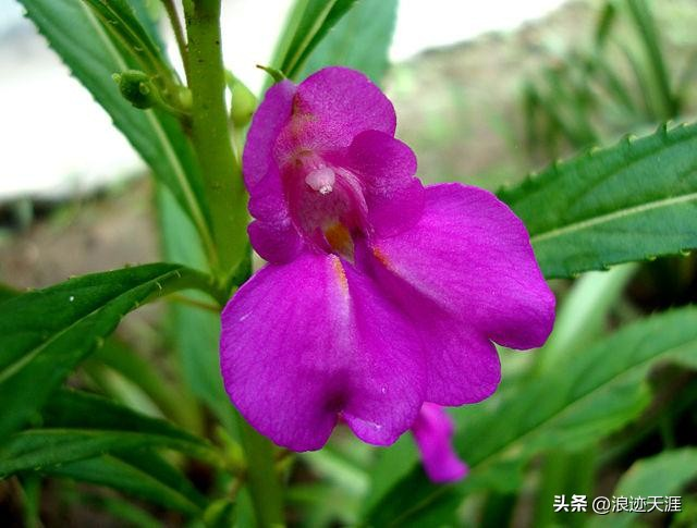 The method of growing the phoenix