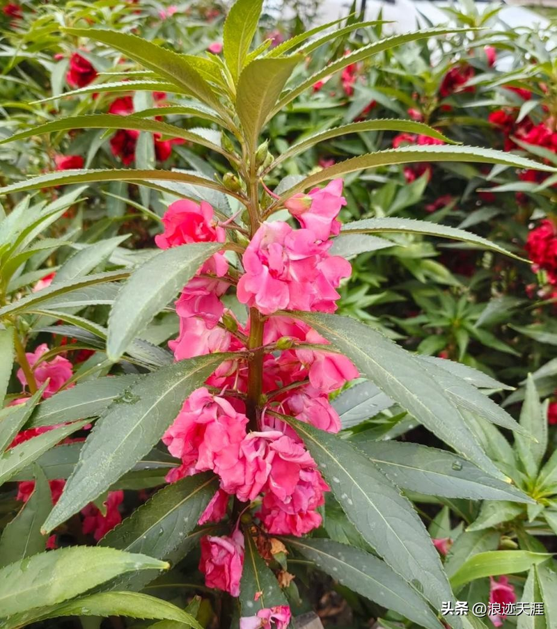 The method of growing the phoenix