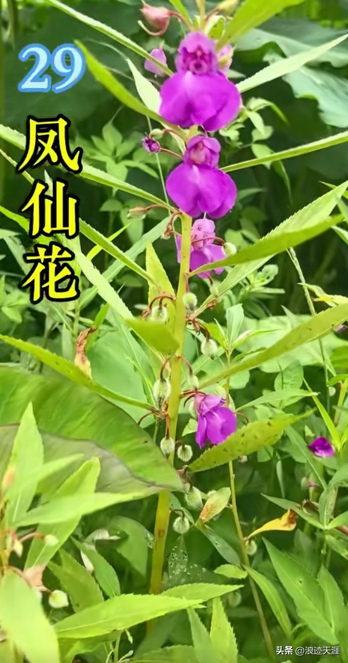 The method of growing the phoenix