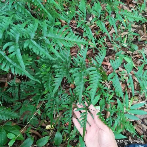 The method of growing the phoenix