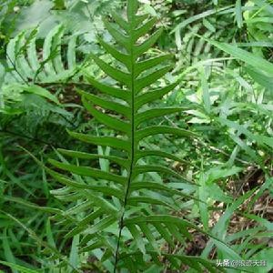 The method of growing the phoenix