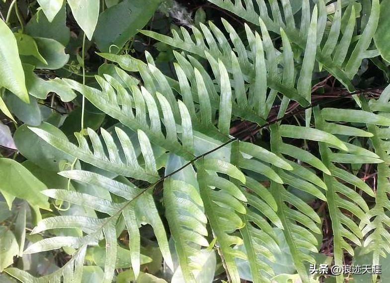 The method of growing the phoenix