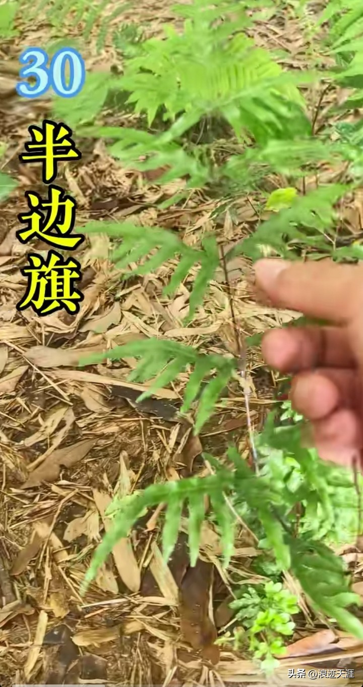 The method of growing the phoenix