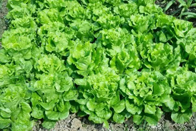Planting methods and timing of lettuce