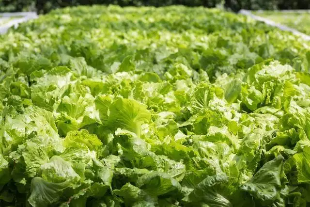 Planting methods and timing of lettuce
